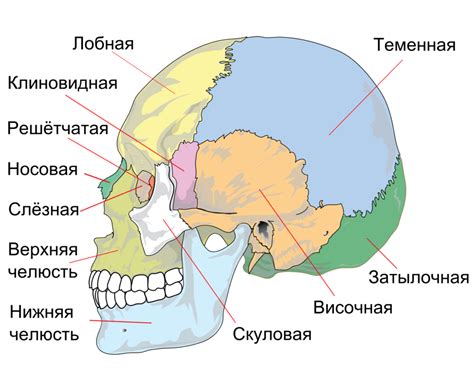 Структура костей