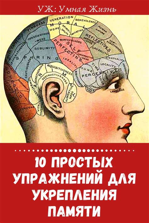 Тренировка мозга как способ укрепления памяти