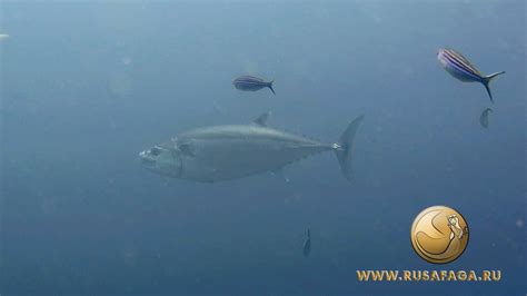 Тунец в Красном море