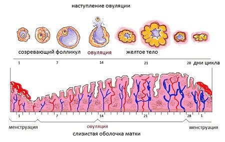 Узнайте, что такое овуляция и какие проявления свидетельствуют о ней