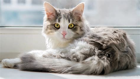 Упрощение ухода за кошкой