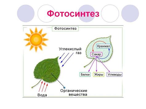 Условия, необходимые для женьшеня