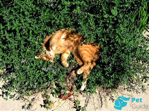 Успокаивающее действие кошачьей мяты на сон кота