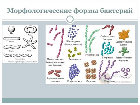 Устранение бактерий и микроорганизмов