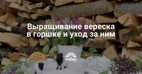 Уход за вереском в домашних условиях