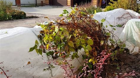Уход за новосаженцами осенью в Сибири
