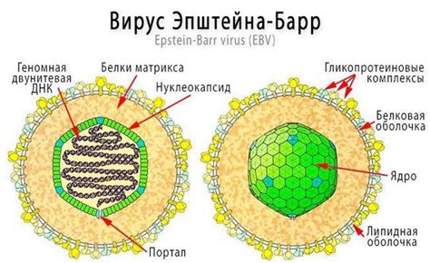 Факты о передаче вируса Эпштейн-Барра половым путем