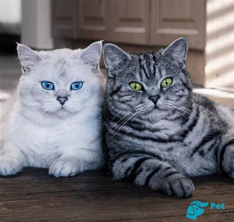 Физиологические факторы, влияющие на мурлыкание кошки