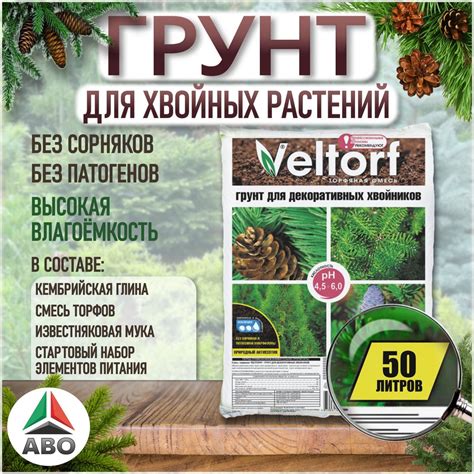 Физические требования туи и сосны