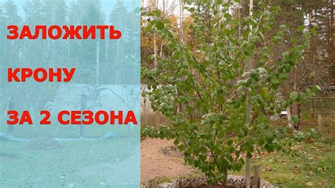 Формирование гармоничной кроны