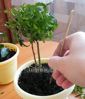 Формирование кроны растения