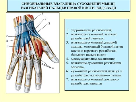 Функции сухожилий в пальцах рук