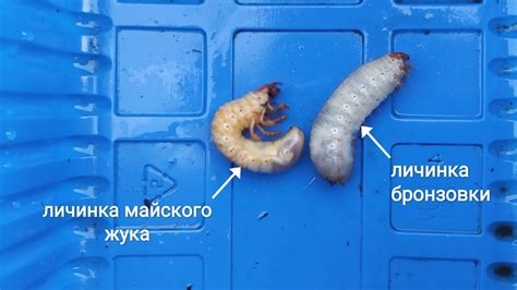 Что влияет на питание личинки майского жука