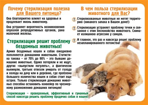 Что делать, если кошка загуляла сразу после родов