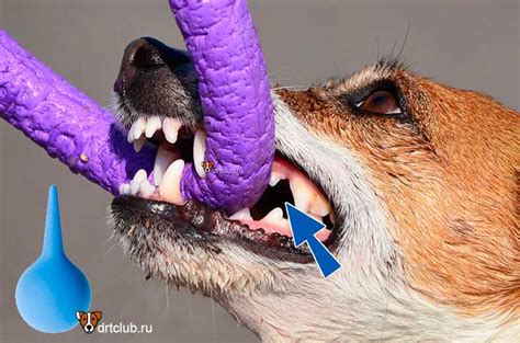 Что делать, если щенок уже есть хлеб с молоком