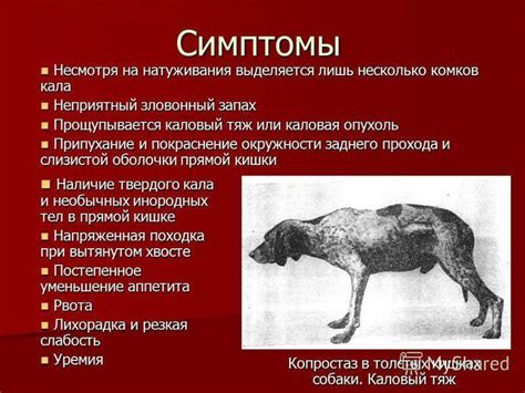 Чумка у собак: реальная угроза или миф