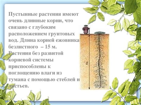 Экономия влаги и защита корней