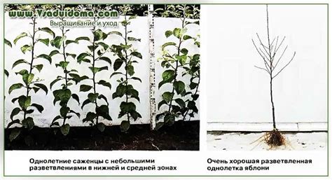 Этапы обработки саженцев белилом