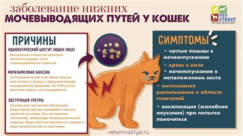 Эффективное лечение мочекаменной болезни у котов