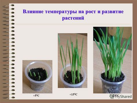  Влияние повышения температуры на развитие грибка 