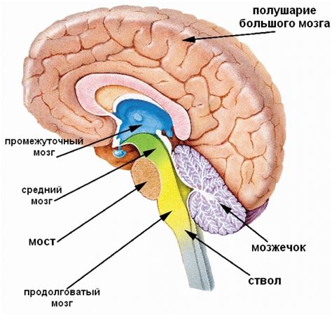  Мозг и его устройство: интересные факты о главном органе человека 